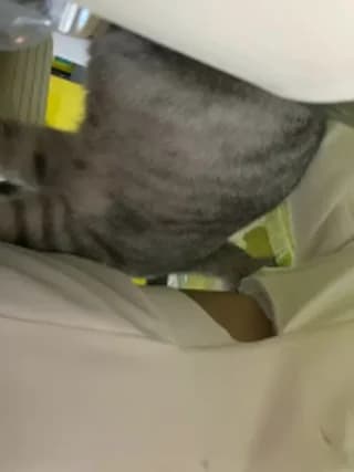 __BabyShowPublic__ - stripchat